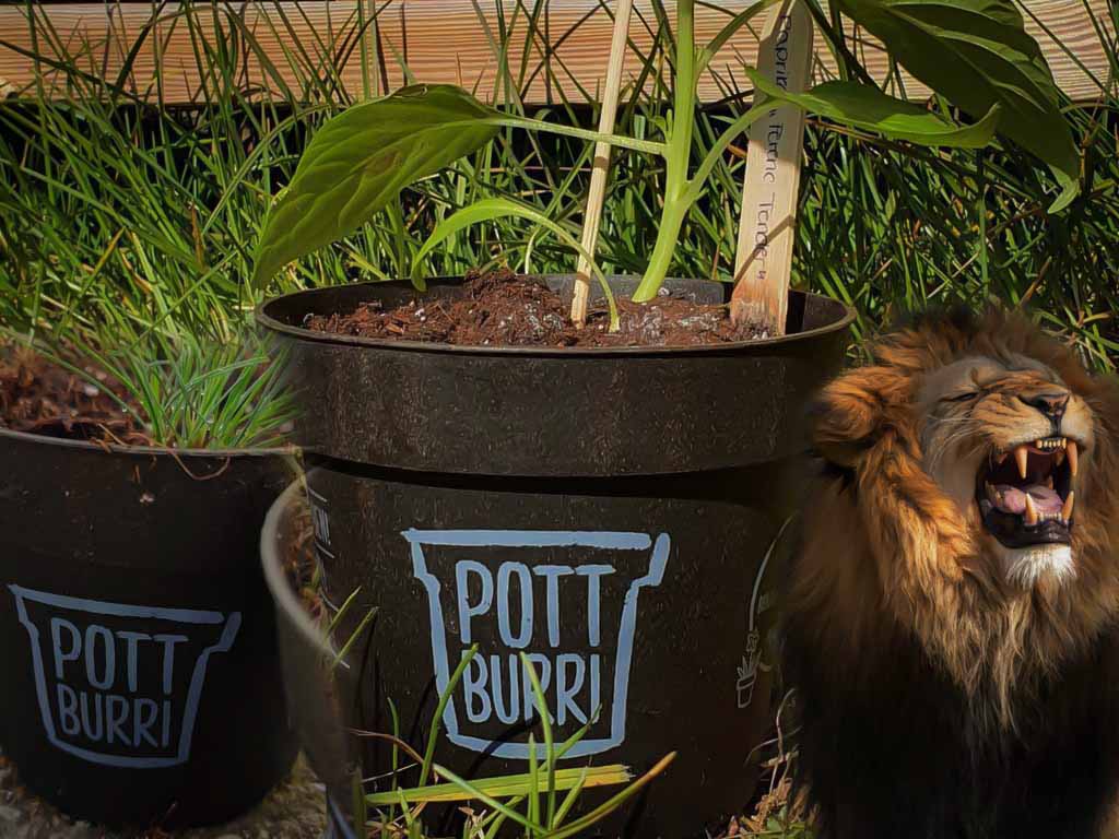 Topf Kaufen- „Pottburri“ | HÖHLE DER LÖWEN | Der Pflanzentopf der Zukunft